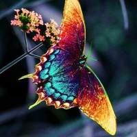 Materia