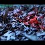 JDEZ - Blood Dropping Like Leaves