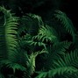 SHEYD - JUNGLE (prod. SHEYD x LEONID)