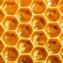 Jejune - buzzin (an ode to the bee)