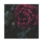 Jejune - Primo
