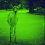 dsktkg - Deer