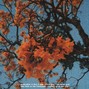 honeybee - backyard