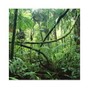 j just the letter - Jungle