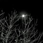 shy - night