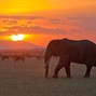 $ophi$ticated Beat$ - Safari Sunrise