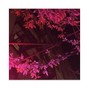 Jetsun - Venice