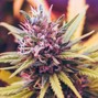 question beats - THC / CHILL TRAP BEAT / 