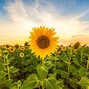 Kenty J - Helianthus