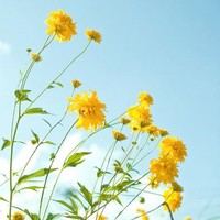 Florett