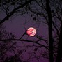 deathbed. - vampire in the moonlight 