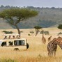 Linus - safari