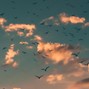 1ups - Birdz