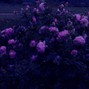 Night heaven  - Ease