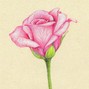 Kurly  - Rose