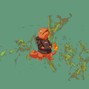 Sage Envie - *EMBER*