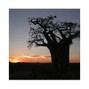 Kwilu - The Tree of Life