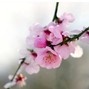 Plata - Blooming Tree
