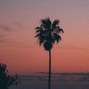 kxxdmvsic - p a l m