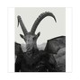 Leyhan ✪ - CURSE ★★★★★