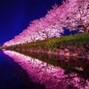 arjae - Sakura 