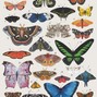 anoush - butterflies