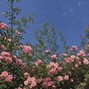 anoush - hope