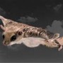 WizzleDaWzRd - FlyingSquirrel