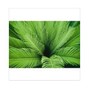 cody kimb - palm tree