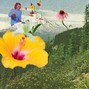 linanthem - carnations