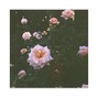 D I N M A  - Celestial