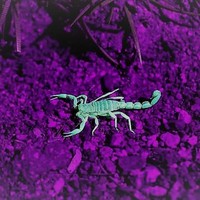 Chindea Flavius