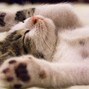 Jabez Amór  - Chill Relaxing Lofi Beat “Sleepy Head”