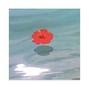 lotus flwr - l o n g i n g