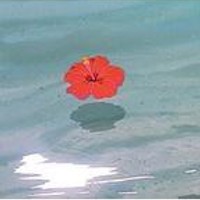 lotus flwr