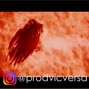 Vic Versa - Echo
