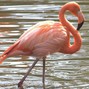John Wolfe - Flamingo Ate My Dingo 