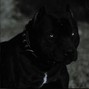 ToxicBeatsz - Terrier