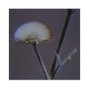 lungfulls - april showers