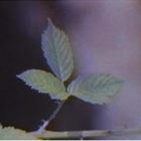 lungfulls