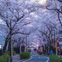 Leiteprod - tokyo