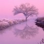 Roly - Memory