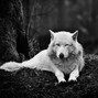 kirnath - bad wolf