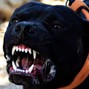 Champ Beats - My Dog