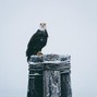 EV-47 - The Eagle
