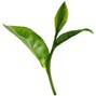 5iv0 - Toe Tea