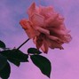 micco - broken pieces