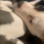 Heavy Sedation  - i miss my dog + rarebach.