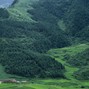 Tony Rydinger - Deforestation