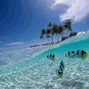 MintySoda - Tropical Delight